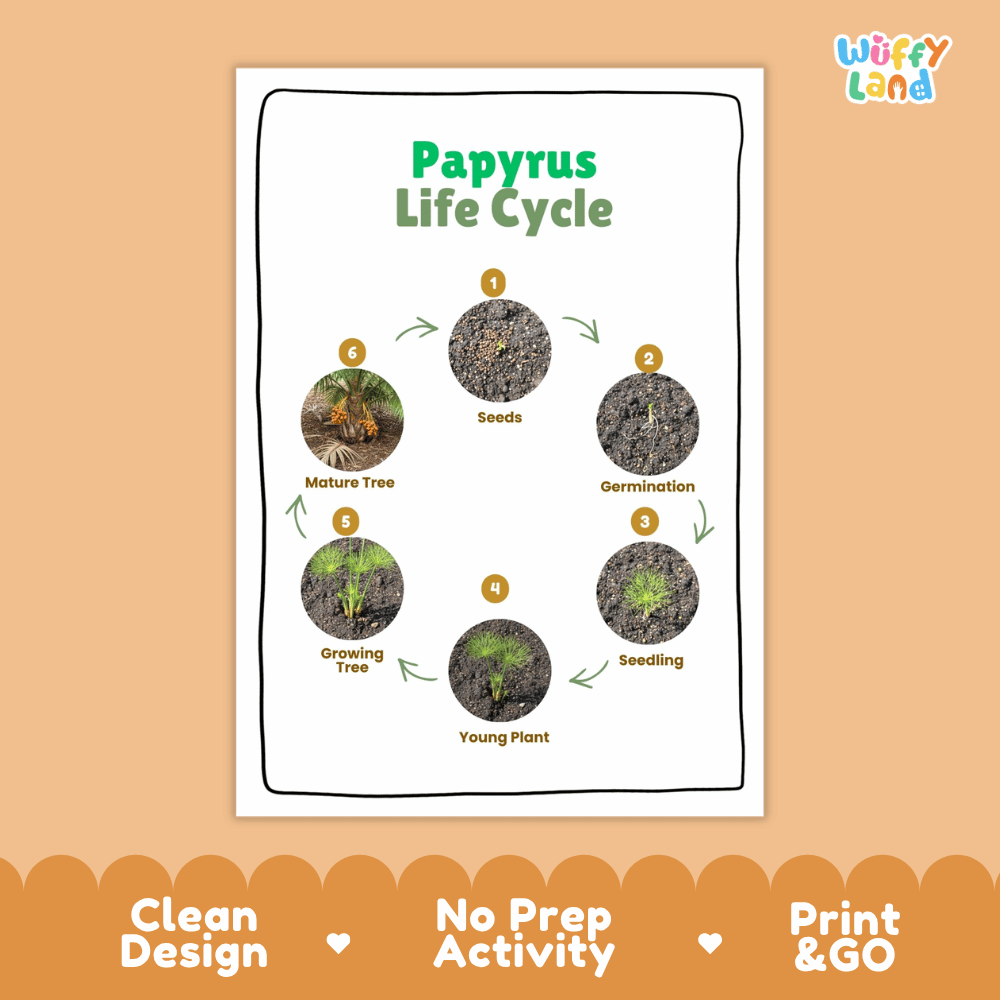 Papyrus Lifecycle Poster and Cut and Paste Activity Worksheets | Plant Science Printables