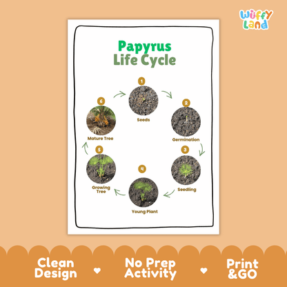 Papyrus Lifecycle Poster and Cut and Paste Activity Worksheets | Plant Science Printables