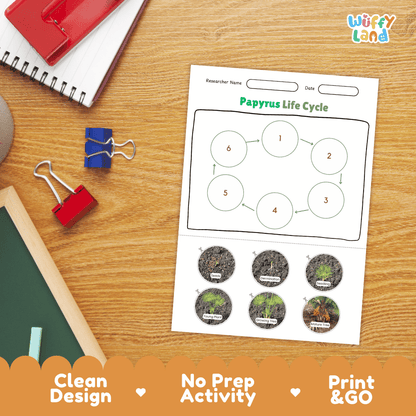 Papyrus Lifecycle Poster and Cut and Paste Activity Worksheets | Plant Science Printables