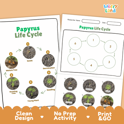 Papyrus Lifecycle Poster and Cut and Paste Activity Worksheets | Plant Science Printables