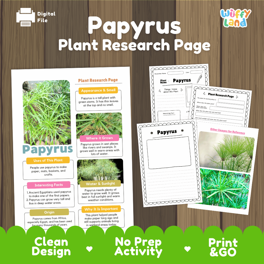 Papyrus Plant Research Page Worksheets and Fact Sheet Activity