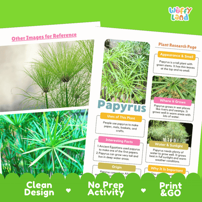 Papyrus Plant Research Page Worksheets and Fact Sheet Activity