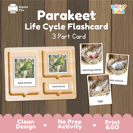 Parakeet Life Cycle Flashcard set by Wiffy Land, featuring a wooden 3-part card tray with labeled sections for Adult Animal, Hatching Animal, and Eggs, shown on a wood-textured background with product callouts.