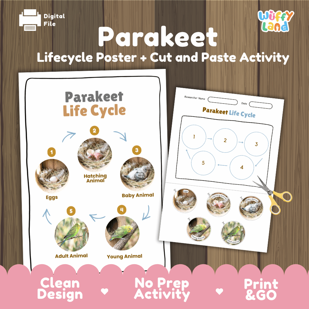 Parakeet Life Cycle Poster and Cut and Paste Worksheet Activity