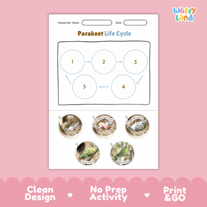 Parakeet Life Cycle Poster and Cut and Paste Worksheet Activity