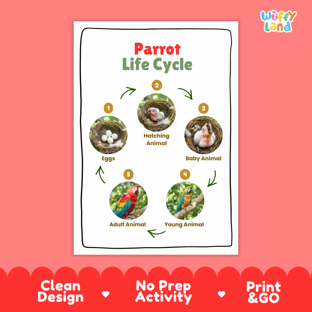 Parrot Lifecycle Poster and Cut and Paste Activity Worksheets | Bird Science Printables