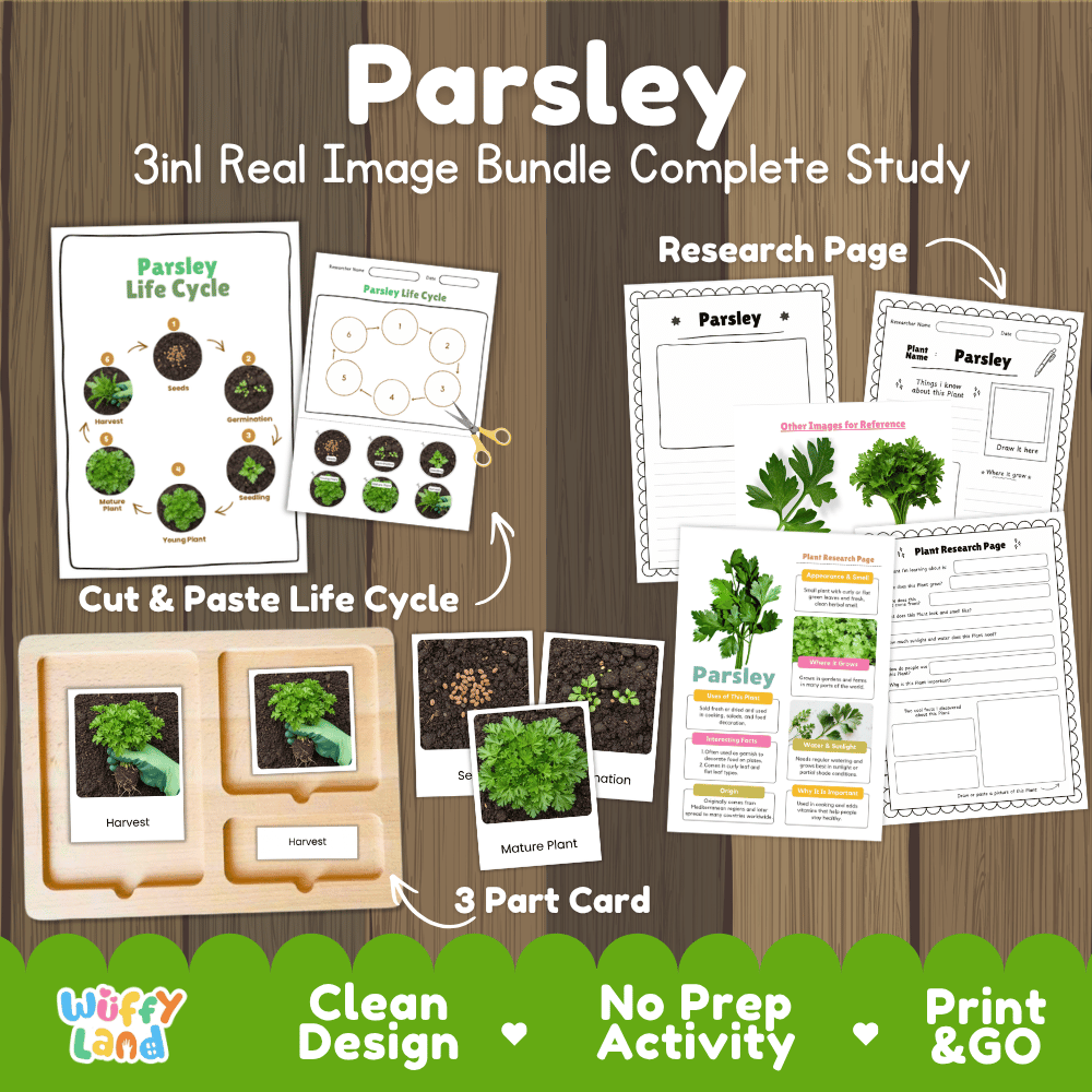 Parsley plant 3in1 real image bundle complete study printable featuring life cycle cut and paste worksheets, Montessori 3-part cards, and research pages