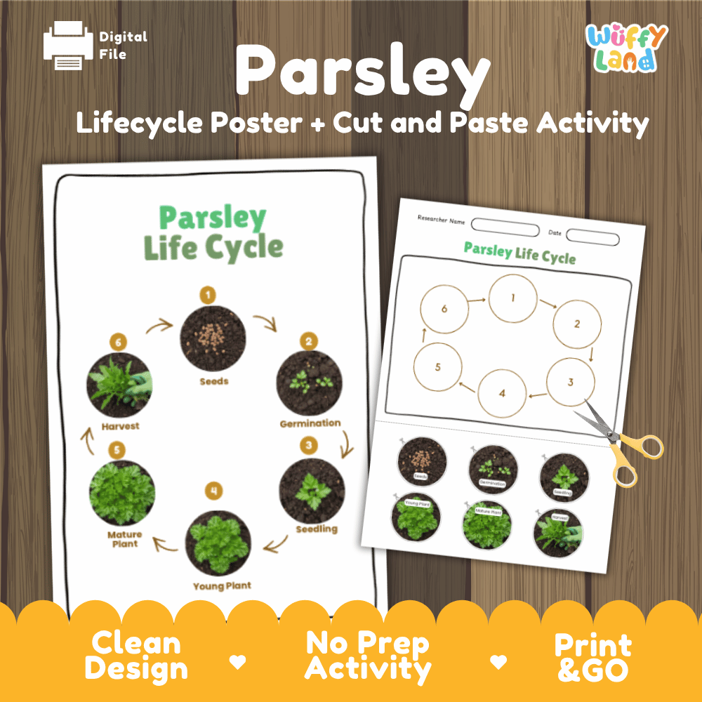 Parsley Lifecycle Poster and Cut and Paste Activity Worksheets | Plant Science Printables
