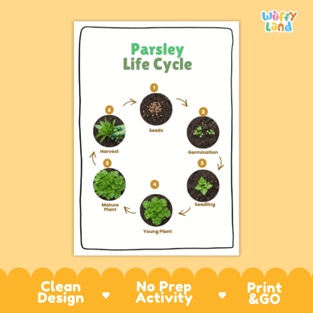 Parsley Lifecycle Poster and Cut and Paste Activity Worksheets | Plant Science Printables