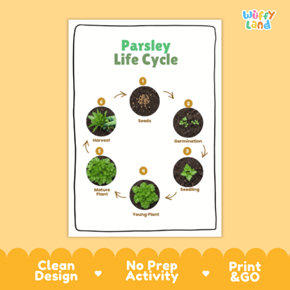 Parsley Lifecycle Poster and Cut and Paste Activity Worksheets | Plant Science Printables