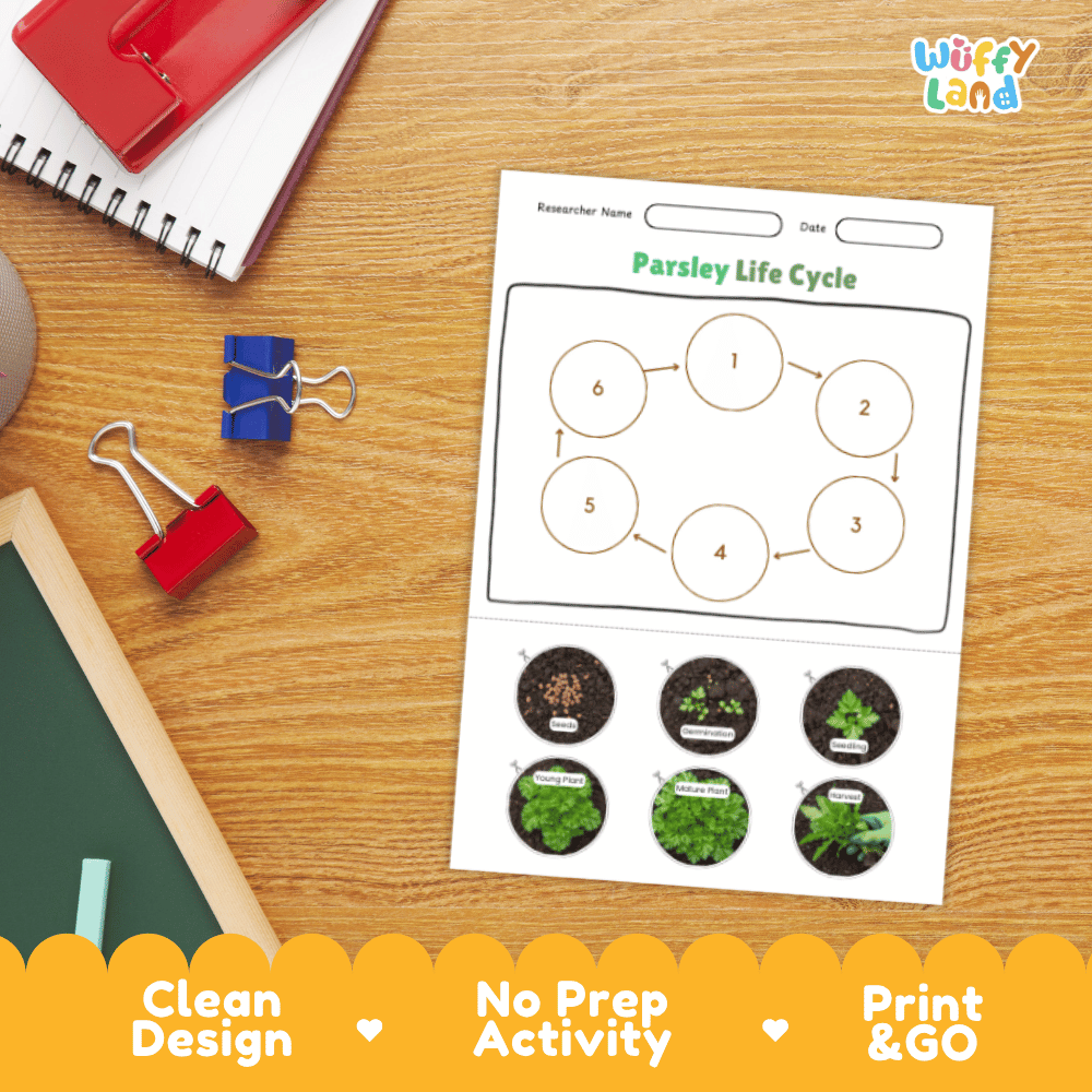 Parsley Lifecycle Poster and Cut and Paste Activity Worksheets | Plant Science Printables