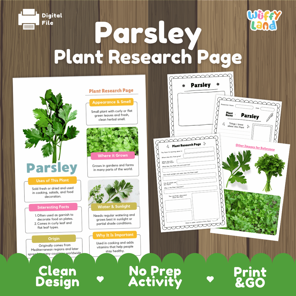 Parsley Plant Research Page Worksheets and Fact Sheet