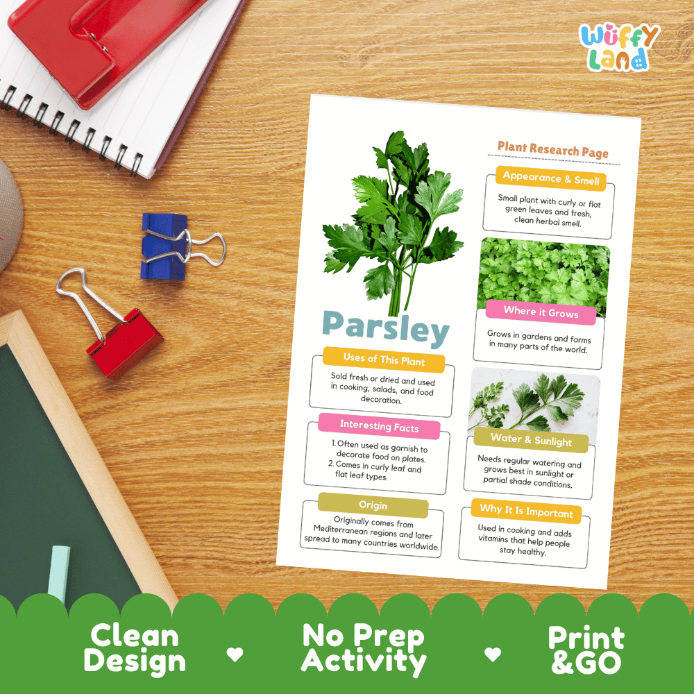 Parsley Plant Research Page Worksheets and Fact Sheet