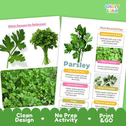 Parsley Plant Research Page Worksheets and Fact Sheet