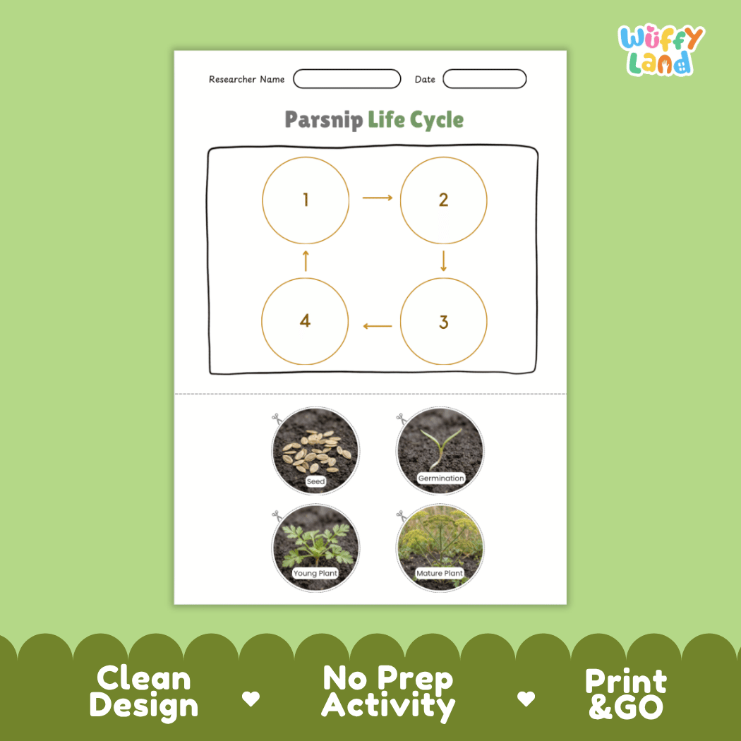 Educational reference poster showing four realistic photo stages of a parsnip life cycle including seed, germination, young plant, and mature plant