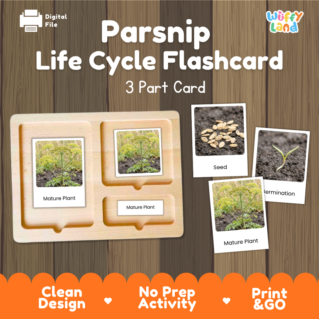 Digital product preview of a 'Parsnip Life Cycle Flashcard' set by Wiffy Land, showing a wooden 3-part card tray with sample photos of seed, termination, and mature plant stages on a wood-grain background.