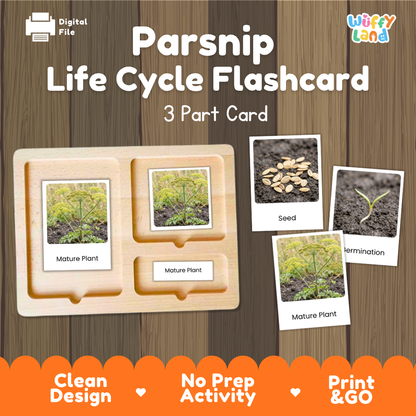 Digital product preview of a 'Parsnip Life Cycle Flashcard' set by Wiffy Land, showing a wooden 3-part card tray with sample photos of seed, termination, and mature plant stages on a wood-grain background.