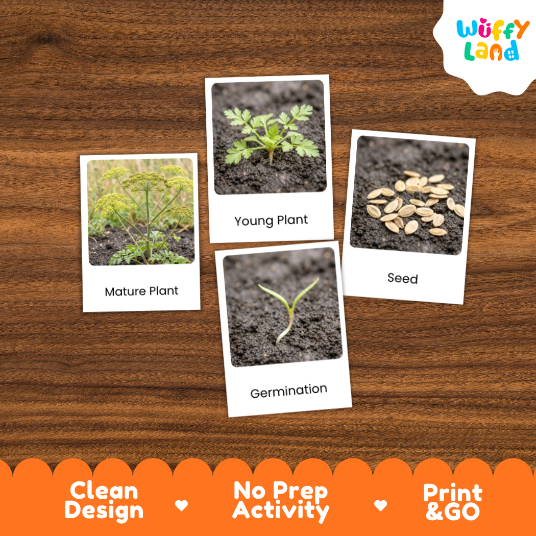 Four labeled photo cards showing plant growth stages—Mature Plant, Young Plant, Seed, and Germination—arranged on a wood surface. The cards have white borders and black text.