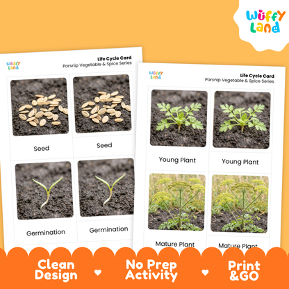 Two printed life cycle cards for parsnip vegetable & spice series shown on an orange background. The cards show labeled photos of seed, germination, young plant, and mature plant stages.