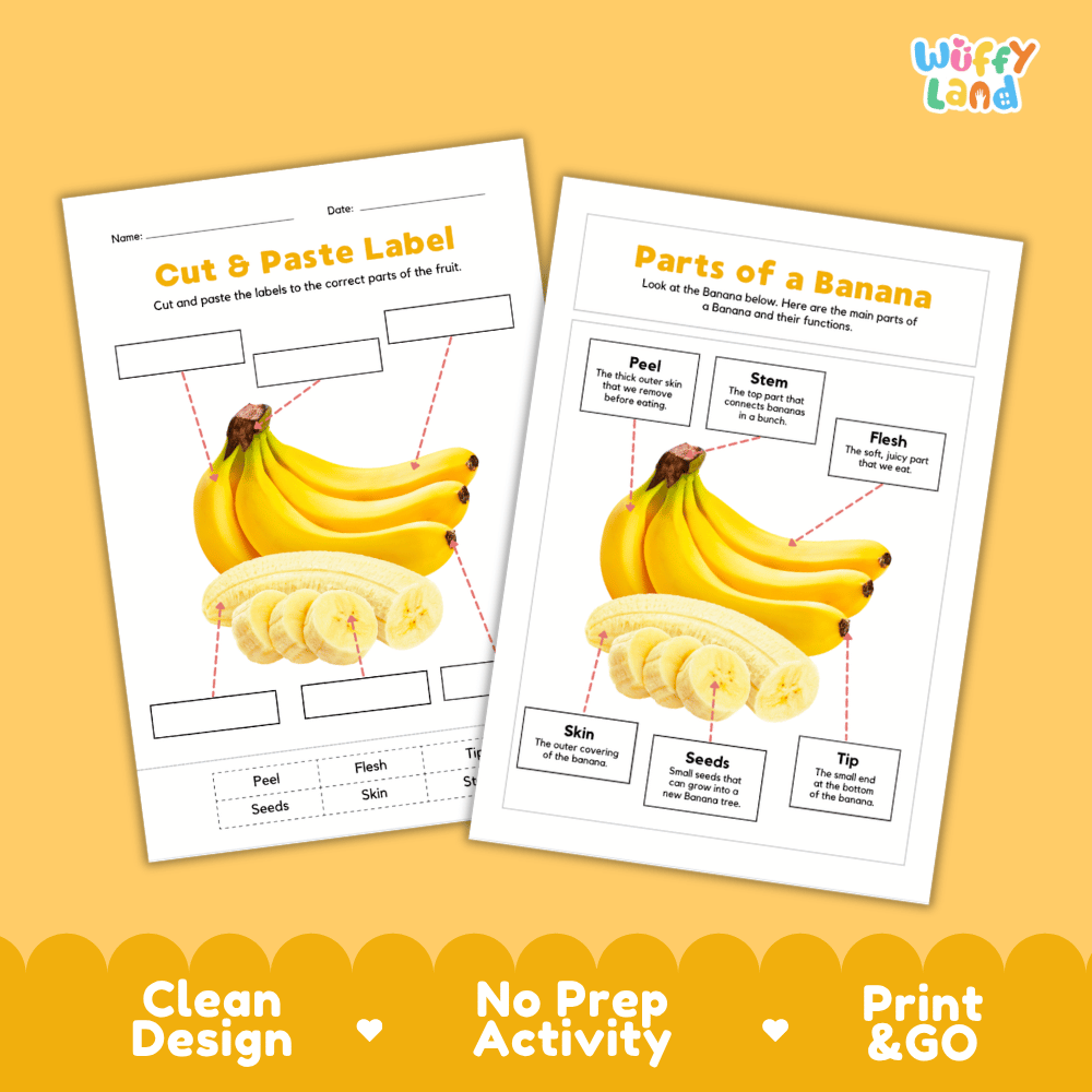 Clean science reference poster displaying a labeled realistic banana showing fruit parts and functions from stem and peel to flesh, seeds, and tip