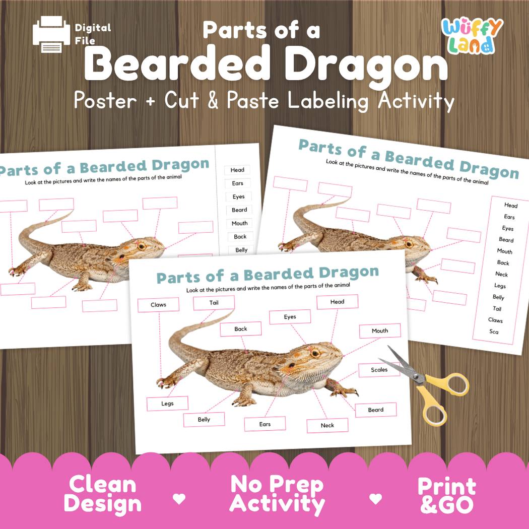 Parts of a Bearded Dragon anatomy poster and cut and paste labeling activity worksheet pack preview for elementary science