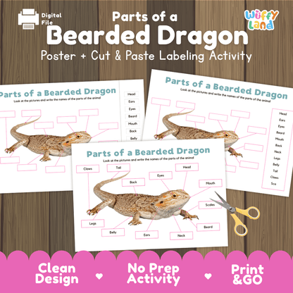 Parts of a Bearded Dragon anatomy poster and cut and paste labeling activity worksheet pack preview for elementary science