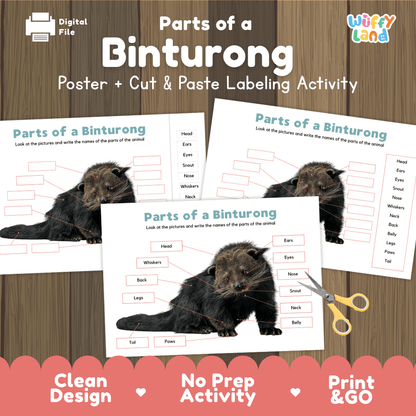 Parts of a Binturong anatomy poster and cut and paste labeling activity worksheet pack preview for elementary science
