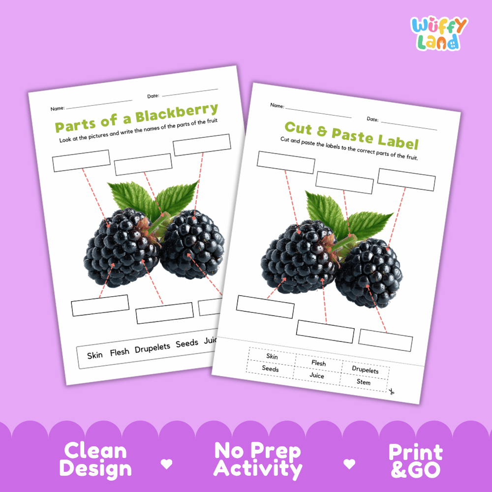 Clean science reference poster displaying a labeled realistic blackberry showing berry parts and functions from stem and skin to drupelets and seeds