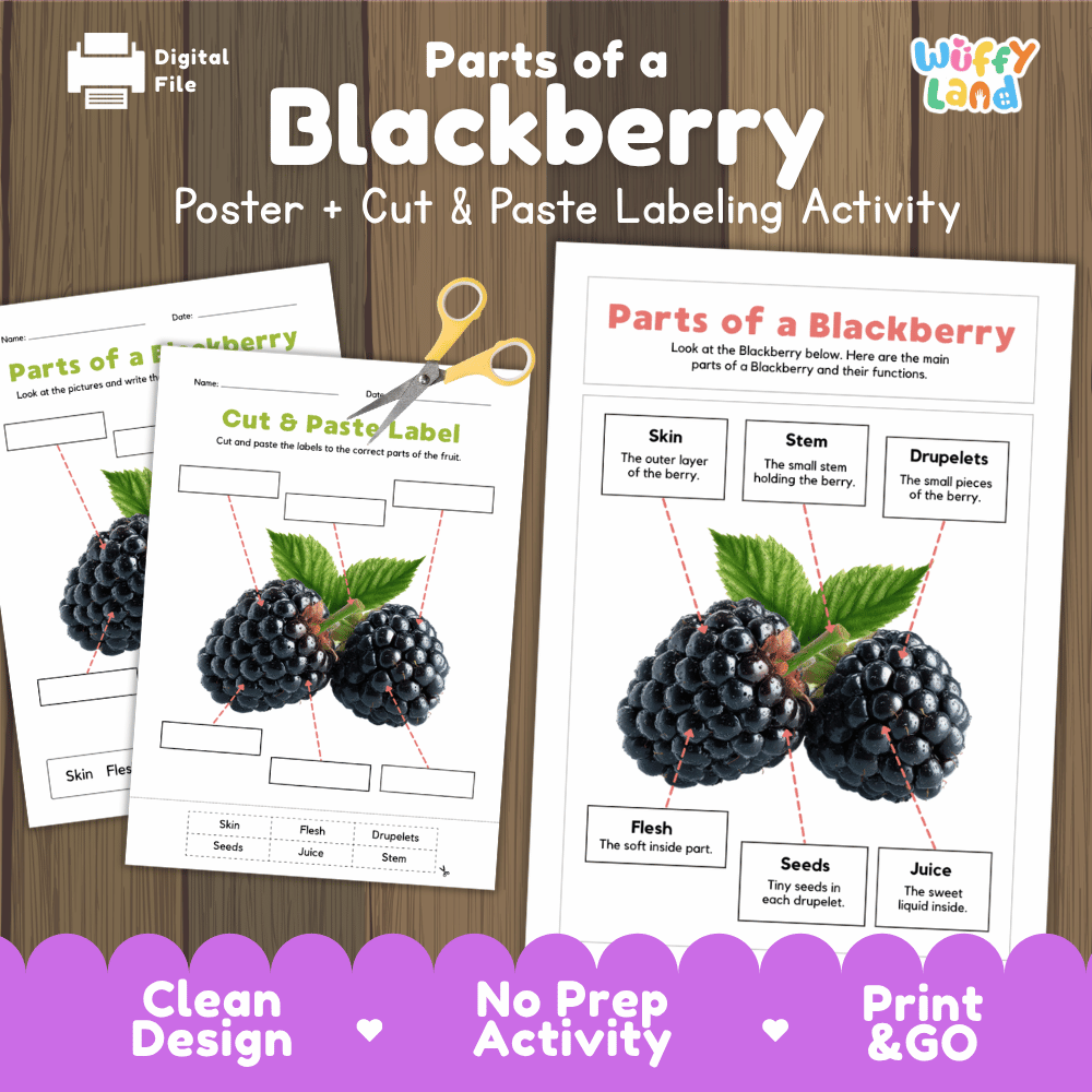 Parts of a Blackberry poster and cut and paste labeling activity printable pack showing labeled reference chart and differentiated worksheets for elementary science