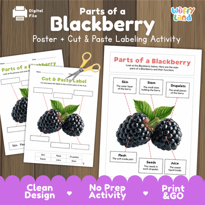 Parts of a Blackberry poster and cut and paste labeling activity printable pack showing labeled reference chart and differentiated worksheets for elementary science