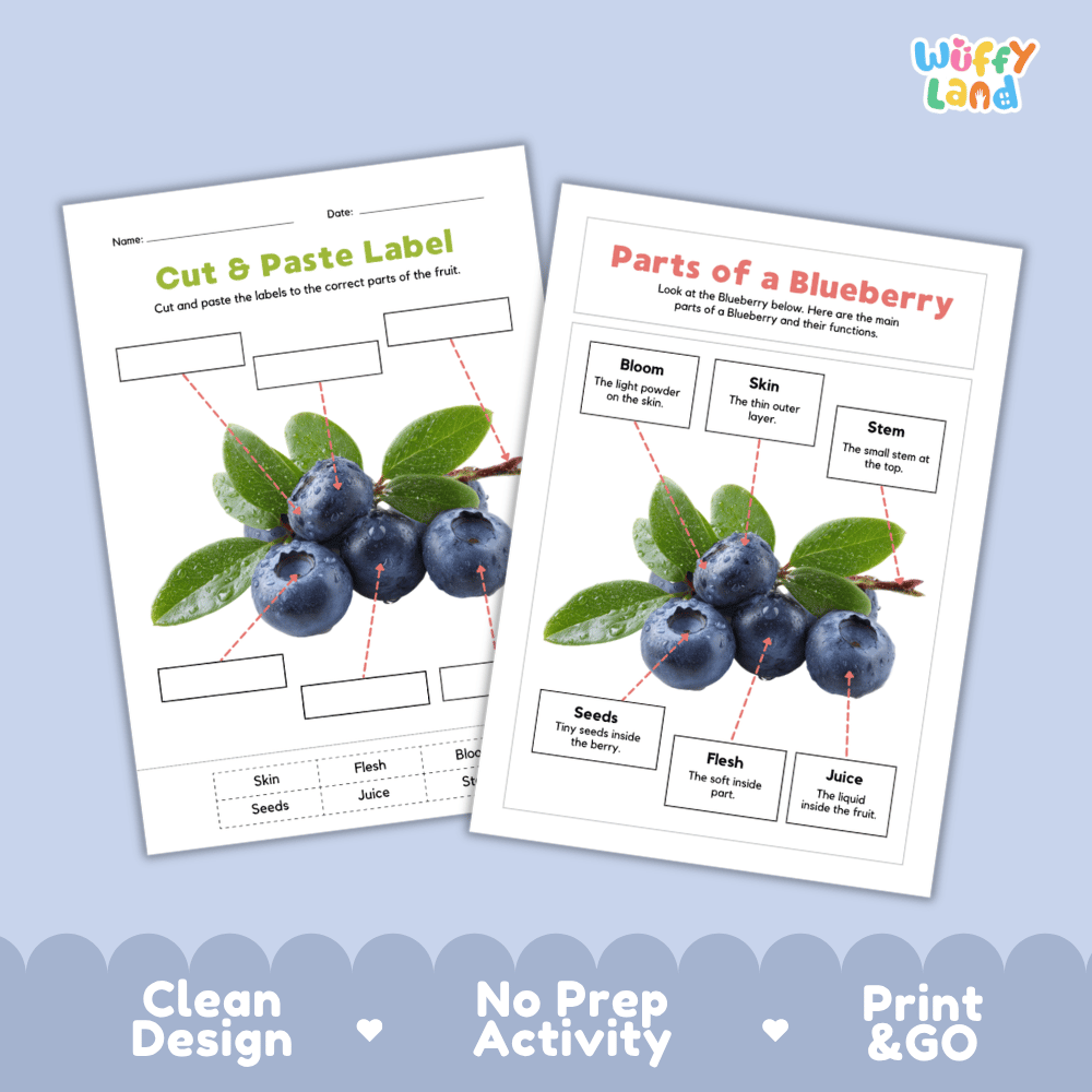 Clean science reference poster displaying a labeled realistic blueberry cluster showing fruit parts and functions from stem and bloom to flesh and seeds
