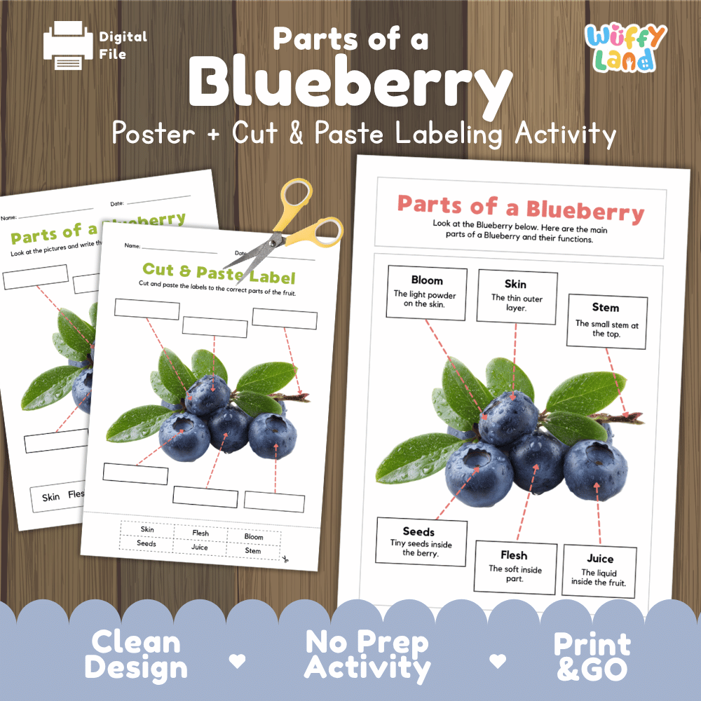 Parts of a Blueberry poster and cut and paste labeling activity printable pack showing labeled reference chart and differentiated worksheets for elementary science