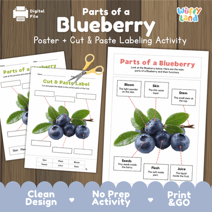 Parts of a Blueberry poster and cut and paste labeling activity printable pack showing labeled reference chart and differentiated worksheets for elementary science