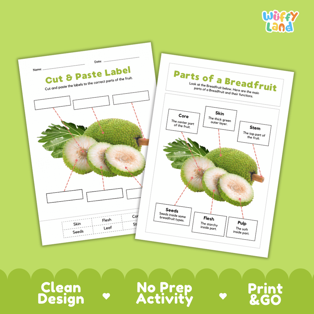 Clean science reference poster displaying a labeled realistic breadfruit showing parts and functions from outer skin to central core
