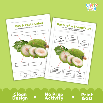 Clean science reference poster displaying a labeled realistic breadfruit showing parts and functions from outer skin to central core