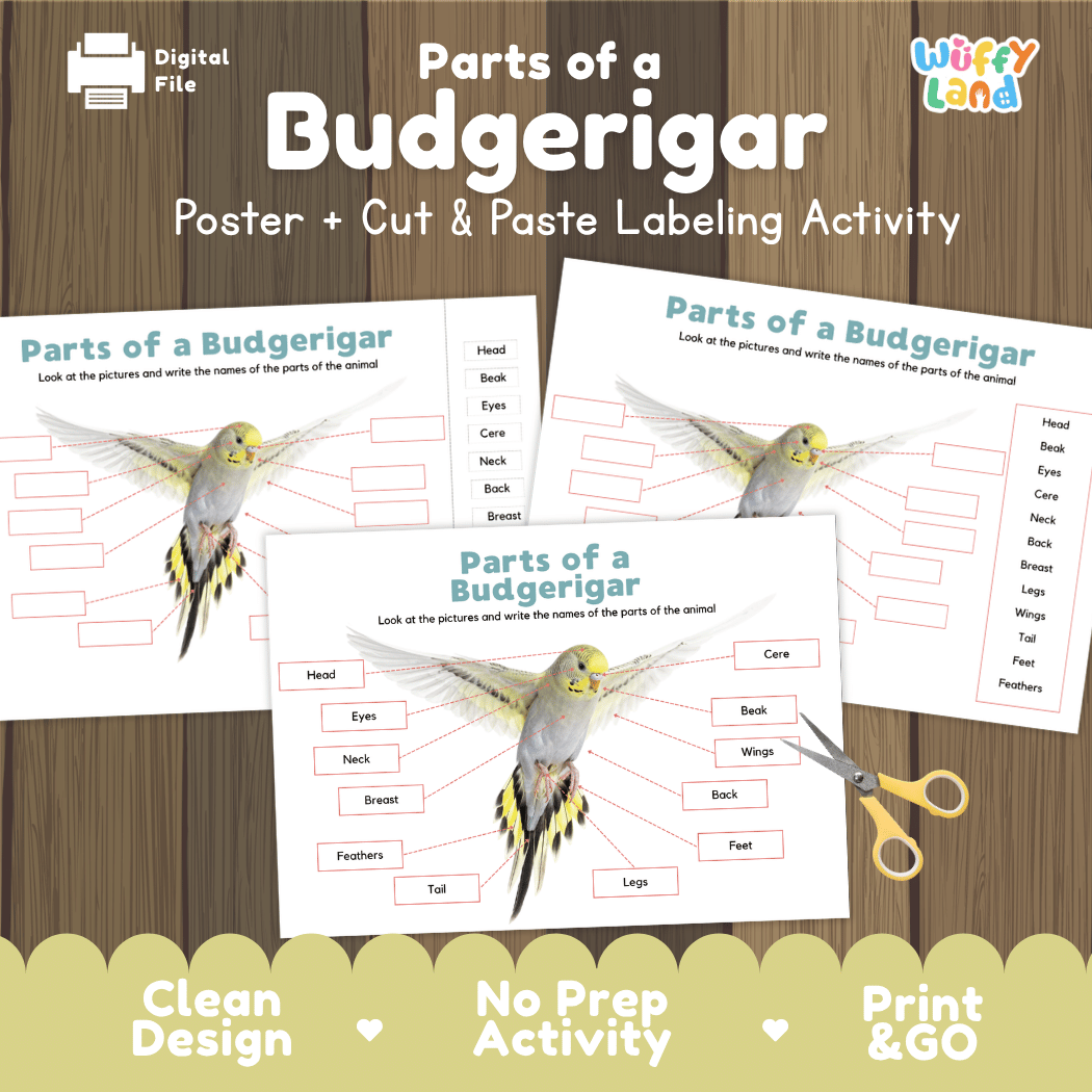 Parts of a Budgerigar anatomy poster and cut and paste labeling activity worksheet pack preview for elementary science