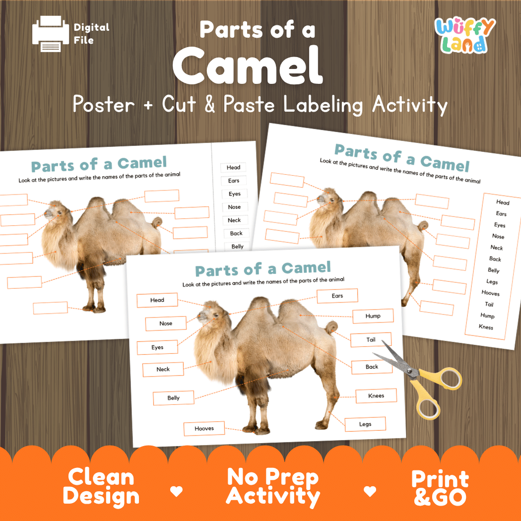 Parts of a Camel anatomy poster and cut and paste labeling activity worksheet pack preview for elementary science