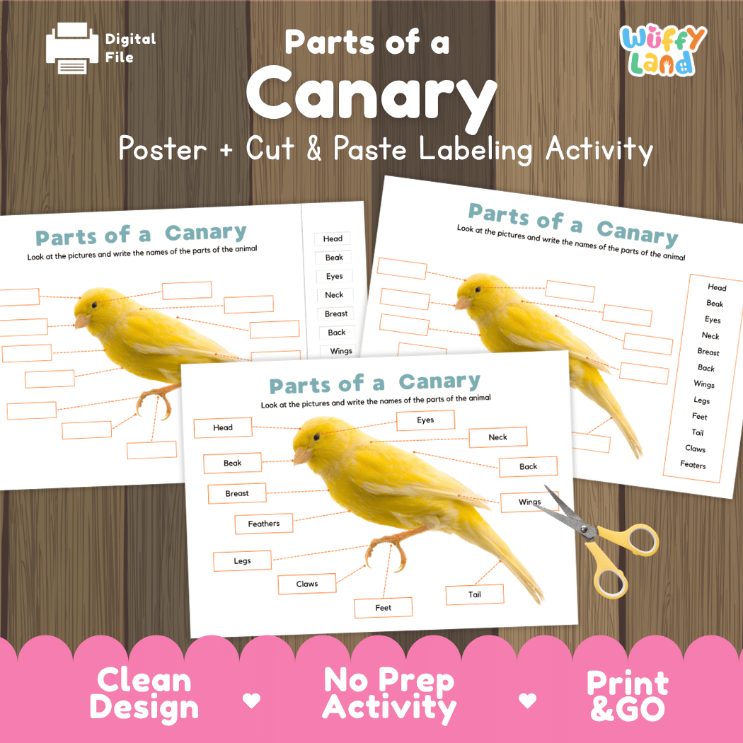 Parts of a Canary anatomy poster and cut and paste labeling activity worksheet pack preview for elementary science