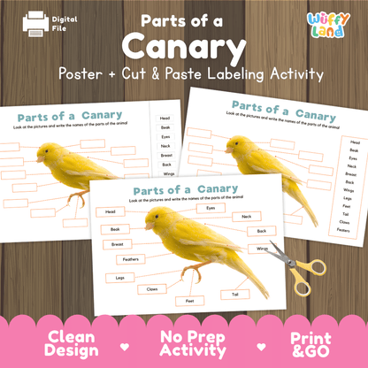 Parts of a Canary anatomy poster and cut and paste labeling activity worksheet pack preview for elementary science