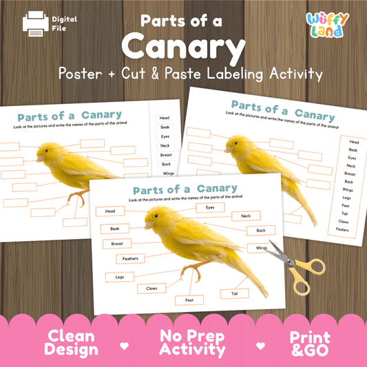 Parts of a Canary anatomy poster and cut and paste labeling activity worksheet pack preview for elementary science