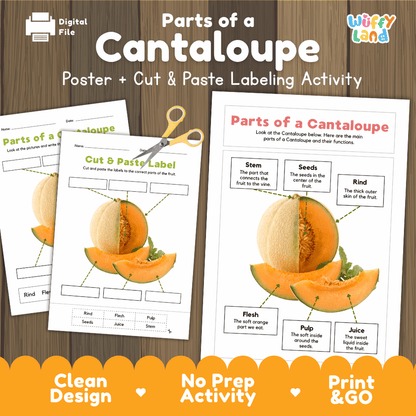 Parts of a Cantaloupe anatomy poster and cut and paste labeling activity worksheet pack preview for elementary science