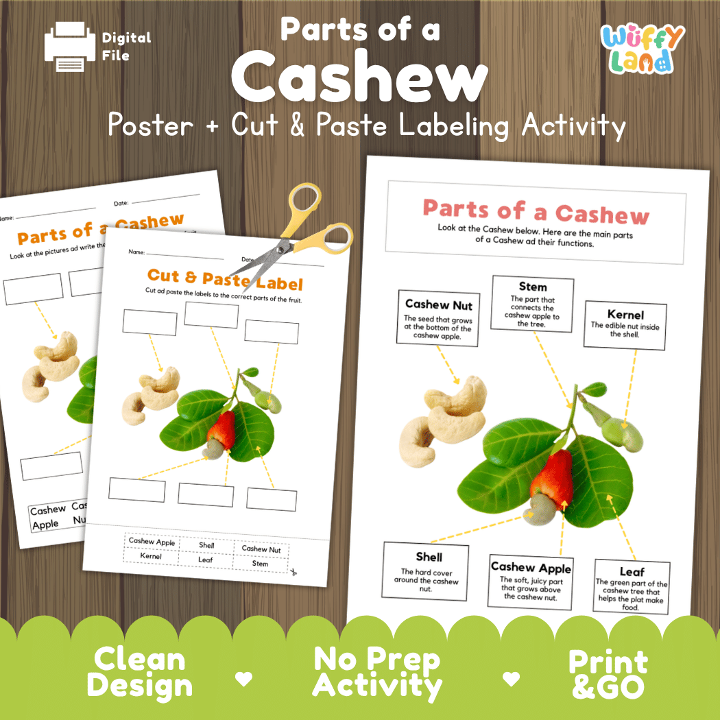 Parts of a Cashew anatomy poster and cut and paste labeling activity worksheet pack preview for elementary science