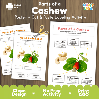 Parts of a Cashew anatomy poster and cut and paste labeling activity worksheet pack preview for elementary science