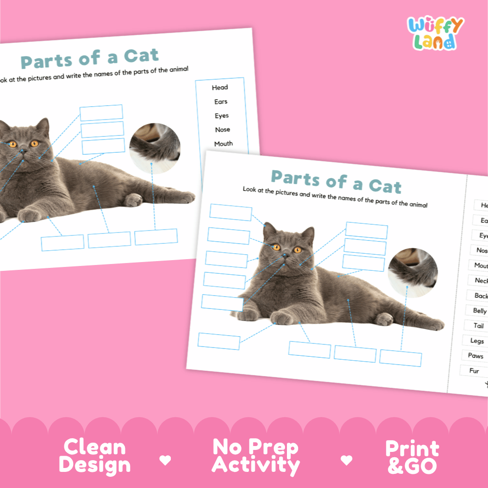 Clean science reference poster displaying a labeled realistic gray cat showing external body parts from ears to tail