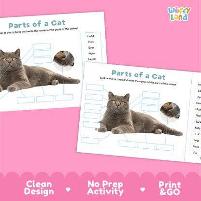 Clean science reference poster displaying a labeled realistic gray cat showing external body parts from ears to tail