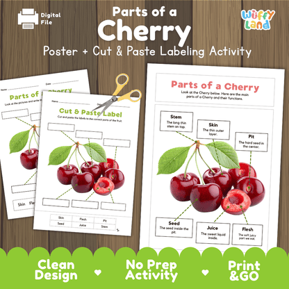Parts of a Cherry anatomy poster and cut and paste labeling activity worksheet pack preview for elementary science