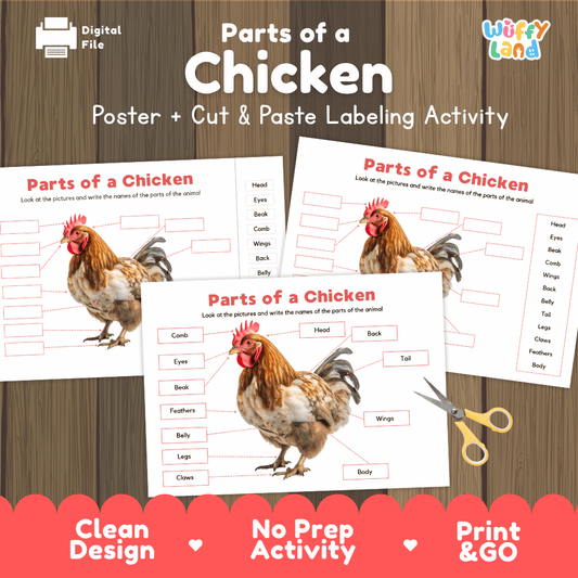 Parts of a Chicken anatomy poster and cut and paste labeling activity worksheet pack preview for elementary science