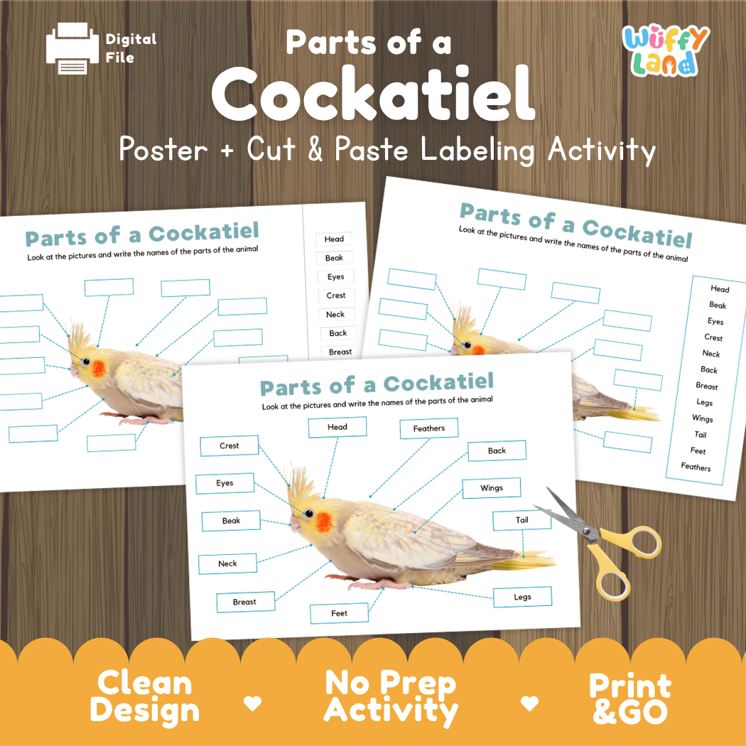 Parts of a Cockatiel anatomy poster and cut and paste labeling activity worksheet pack preview for elementary science