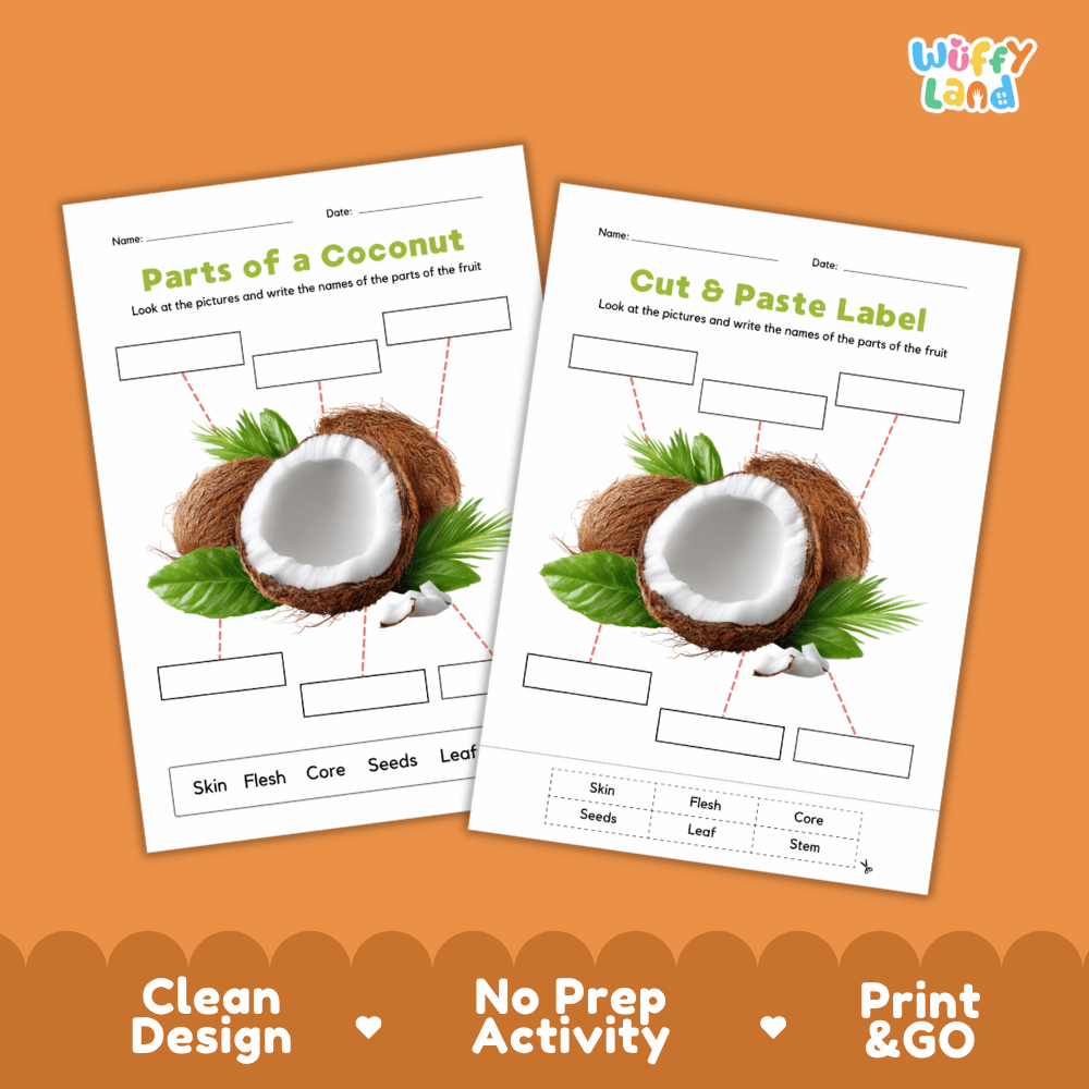 Clean science reference poster displaying a labeled realistic coconut showing fruit parts and functions from stem and shell skin to flesh and center core