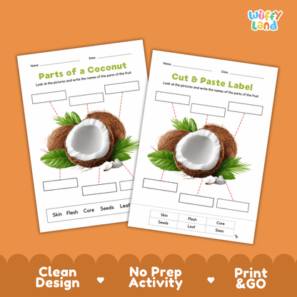 Clean science reference poster displaying a labeled realistic coconut showing fruit parts and functions from stem and shell skin to flesh and center core